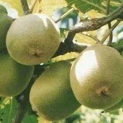 猕猴桃最新爆料视频大全  第1张